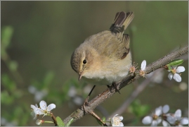 <p>BUDNÍČEK MENŠÍ (Phylloscopus collybita) /Common chiffchaff – Zilpzalp/</p>